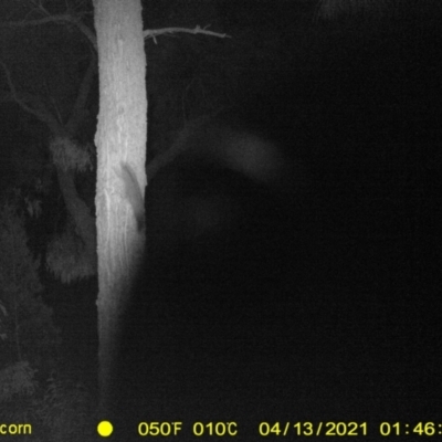 Petaurus norfolcensis (Squirrel Glider) at Monitoring Site 132 - Remnant - 12 Apr 2021 by DMeco
