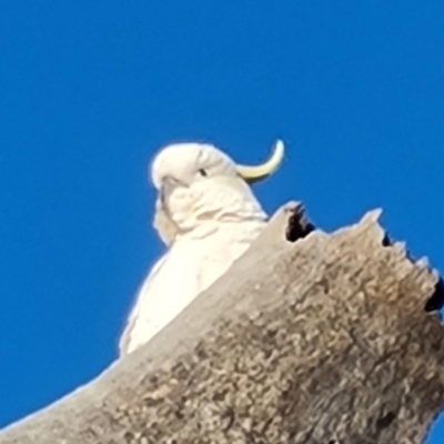 Cacatua galerita (Sulphur-crested Cockatoo) at Isaacs Ridge and Nearby - 29 Jul 2021 by Mike