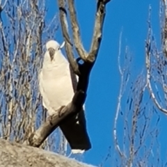 Cacatua galerita at Isaacs, ACT - 29 Jul 2021