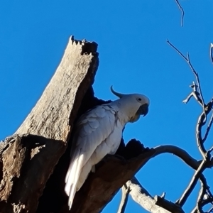 Cacatua galerita at Isaacs, ACT - 29 Jul 2021