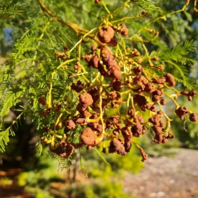 Uromycladium (genus) (A gall forming rust fungus) at Isaacs, ACT - 29 Jul 2021 by Mike