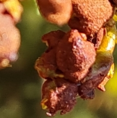 Uromycladium (genus) at Isaacs, ACT - 29 Jul 2021 03:38 PM