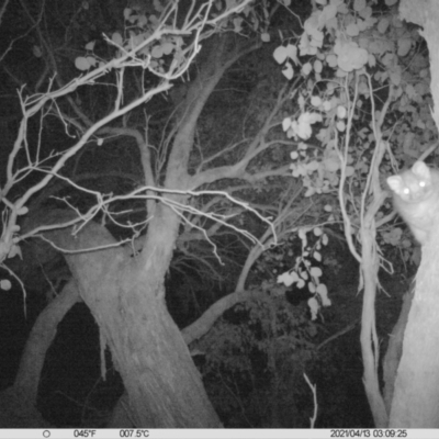 Trichosurus vulpecula (Common Brushtail Possum) at Wodonga - 8 Apr 2021 by DMeco