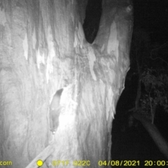 Petaurus norfolcensis (Squirrel Glider) at WREN Reserves - 12 Apr 2021 by DMeco