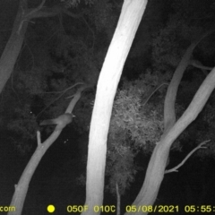 Trichosurus vulpecula (Common Brushtail Possum) at Monitoring Site 136 - Riparian - 5 May 2021 by DMeco