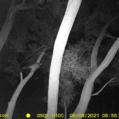 Trichosurus vulpecula (Common Brushtail Possum) at Wodonga Regional Park - 5 May 2021 by DMeco