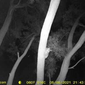 Trichosurus vulpecula at Killara, VIC - 5 May 2021 09:43 PM