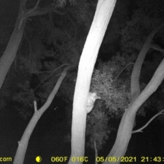 Trichosurus vulpecula at Killara, VIC - 5 May 2021