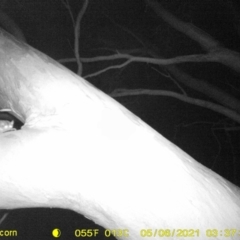 Petaurus sp. (A glider) at Monitoring Site 137 - Revegetation - 5 May 2021 by DMeco