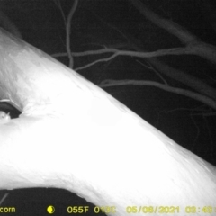 Petaurus sp. at Baranduda, VIC - 6 May 2021 03:43 AM