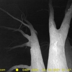 Petaurus norfolcensis (Squirrel Glider) at WREN Reserves - 14 Apr 2021 by DMeco