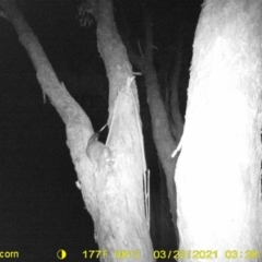 Trichosurus vulpecula (Common Brushtail Possum) at Wodonga - 21 Mar 2021 by DMeco