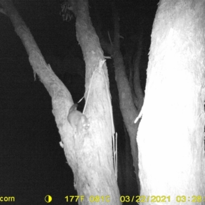Trichosurus vulpecula (Common Brushtail Possum) at WREN Reserves - 21 Mar 2021 by DMeco