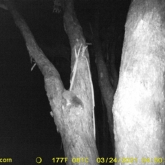 Pseudocheirus peregrinus (Common Ringtail Possum) at Baranduda, VIC - 23 Mar 2021 by DMeco