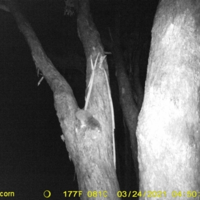 Pseudocheirus peregrinus (Common Ringtail Possum) at Wodonga - 23 Mar 2021 by DMeco