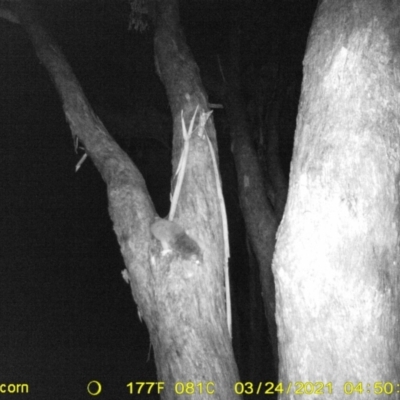 Pseudocheirus peregrinus (Common Ringtail Possum) at Baranduda, VIC - 24 Mar 2021 by DMeco