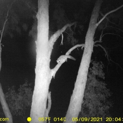 Petaurus norfolcensis (Squirrel Glider) at Monitoring Site 142 - Revegetation - 9 May 2021 by DMeco