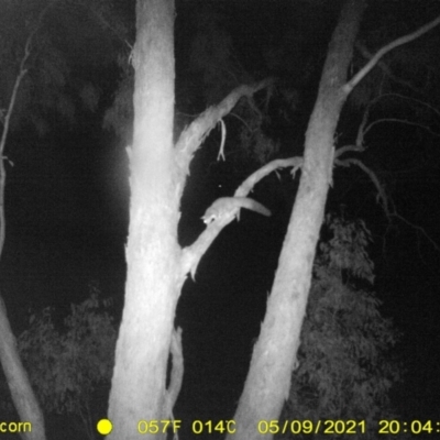 Petaurus norfolcensis (Squirrel Glider) at WREN Reserves - 9 May 2021 by DMeco