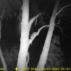 Pseudocheirus peregrinus (Common Ringtail Possum) at WREN Reserves - 7 May 2021 by DMeco