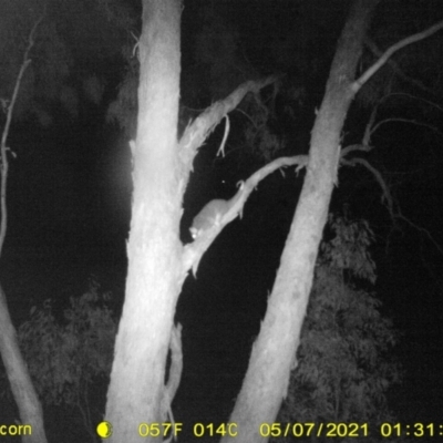Pseudocheirus peregrinus (Common Ringtail Possum) at Monitoring Site 142 - Revegetation - 6 May 2021 by DMeco