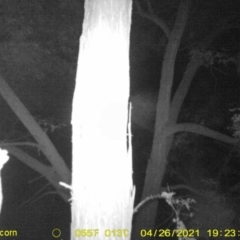 Petaurus sp. (A glider) at WREN Reserves - 26 Apr 2021 by DMeco