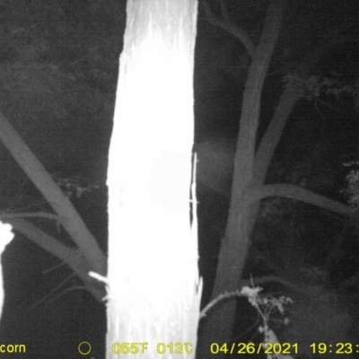 Petaurus sp. (A glider) at Monitoring Site 144 - Revegetation - 26 Apr 2021 by DMeco