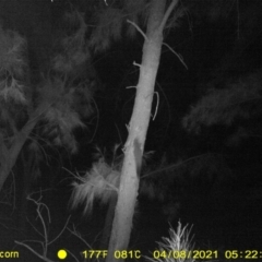 Petaurus norfolcensis (Squirrel Glider) at Monitoring Site 145 - Riparian - 7 Apr 2021 by DMeco