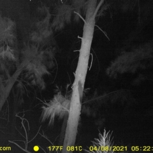 Petaurus norfolcensis at Baranduda, VIC - 8 Apr 2021 05:22 AM