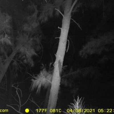 Petaurus norfolcensis (Squirrel Glider) at Monitoring Site 144 - Revegetation - 7 Apr 2021 by DMeco