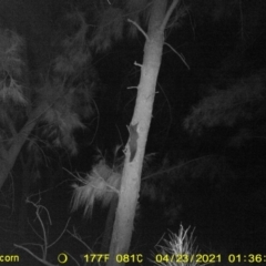 Petaurus norfolcensis at Baranduda, VIC - 8 Apr 2021 05:22 AM