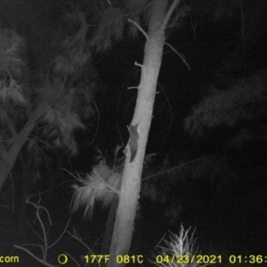 Petaurus norfolcensis at Baranduda, VIC - 8 Apr 2021 05:22 AM