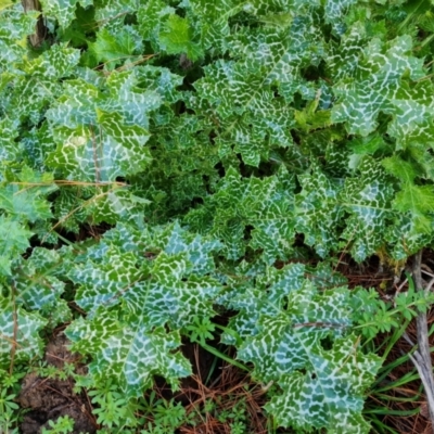 Silybum marianum (Variegated Thistle) at Isaacs Ridge and Nearby - 27 Jul 2021 by Mike