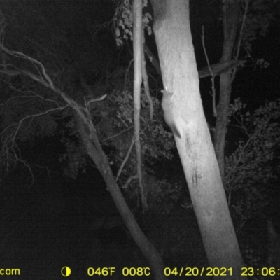 Petaurus norfolcensis (Squirrel Glider) at Baranduda, VIC - 20 Apr 2021 by DMeco