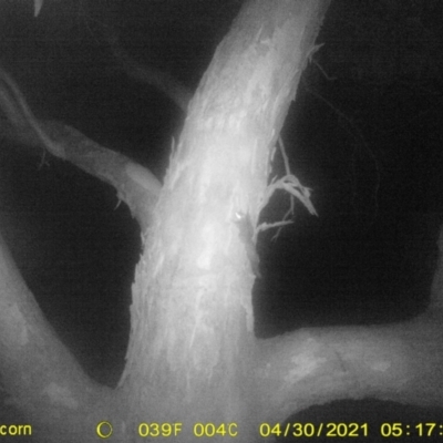 Petaurus norfolcensis (Squirrel Glider) at Monitoring Site 150 - Riparian - 29 Apr 2021 by DMeco