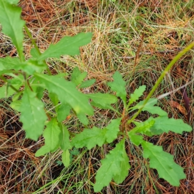 Senecio sp. (A Fireweed) at Isaacs Ridge - 17 Jul 2021 by Mike