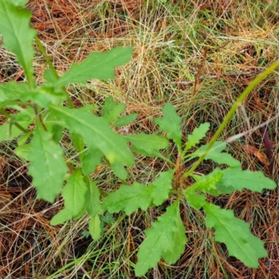Senecio (genus) (A Fireweed) at Isaacs, ACT - 17 Jul 2021 by Mike