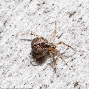 Cryptachaea veruculata at Latham, ACT - 2 Aug 2021 11:19 AM