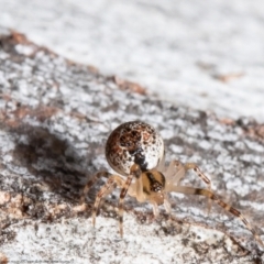 Cryptachaea veruculata at Latham, ACT - 2 Aug 2021 11:19 AM