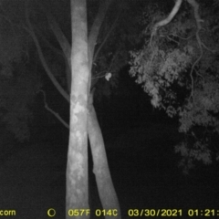 Petaurus norfolcensis (Squirrel Glider) at Monitoring Site 152 - Remnant - 29 Mar 2021 by DMeco