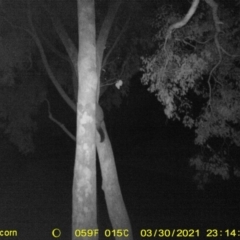 Trichosurus vulpecula (Common Brushtail Possum) at Wodonga - 30 Mar 2021 by DMeco