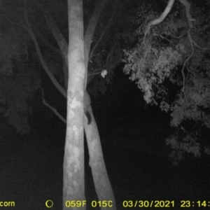 Trichosurus vulpecula at Baranduda, VIC - 30 Mar 2021 11:14 PM