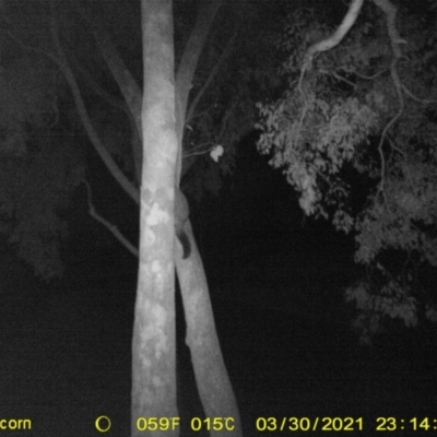Trichosurus vulpecula (Common Brushtail Possum) at Monitoring Site 152 - Remnant - 30 Mar 2021 by DMeco
