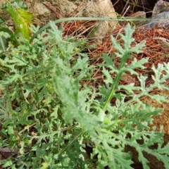 Senecio bathurstianus (Rough Fireweed) at Isaacs, ACT - 17 Jul 2021 by Mike