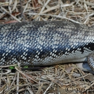 Tiliqua scincoides scincoides at Wentworth Falls, NSW - suppressed