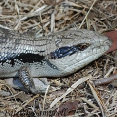 Tiliqua scincoides scincoides at Wentworth Falls, NSW - suppressed