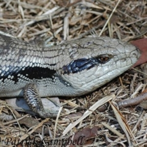 Tiliqua scincoides scincoides at Wentworth Falls, NSW - 16 Nov 2007