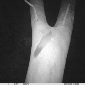 Petaurus norfolcensis at Thurgoona, NSW - 2 Jun 2021 03:30 AM