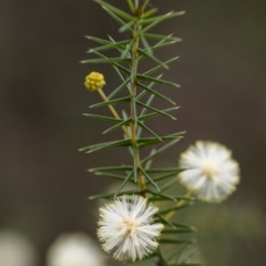 Acacia ulicifolia (Prickly Moses) at Penrose, NSW - 19 Jul 2021 by Aussiegall