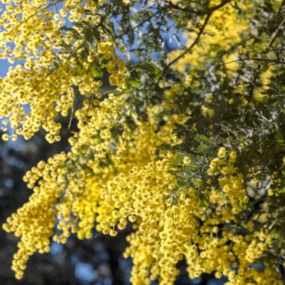 Acacia baileyana (Cootamundra Wattle, Golden Mimosa) at Wingecarribee Local Government Area - 2 Aug 2021 by Aussiegall