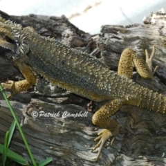 Pogona barbata (Eastern Bearded Dragon) at Blue Mountains National Park - 21 Apr 2007 by PatrickCampbell